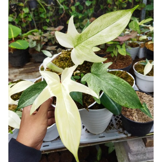 TANAMAN HIAS PHILODENDRON FLORIDA GHOST MINT TANAMAN FLORIDA GHOST MIN BERKUALITAS BUNGA TERAWAT