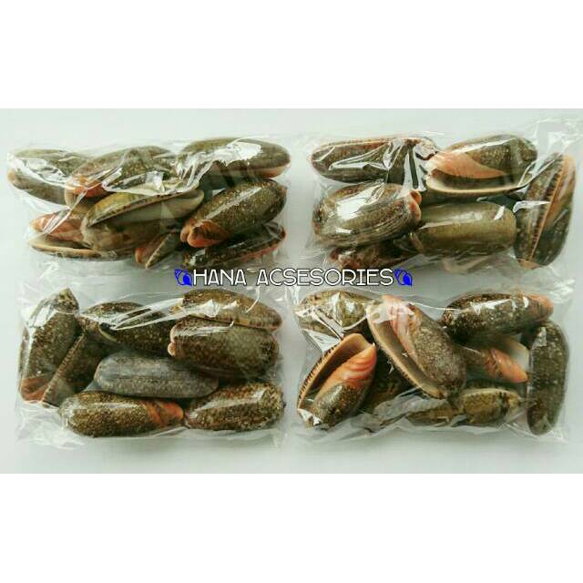 Cangkang keong hitam besar