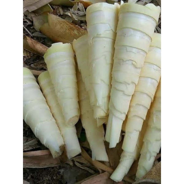 

rebung bambu segar 15K/500g