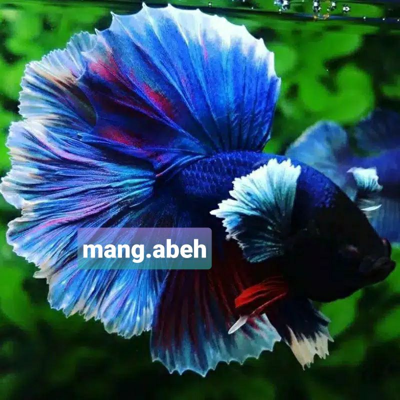 

limitide cupang big ear lavender warna murah nampol
