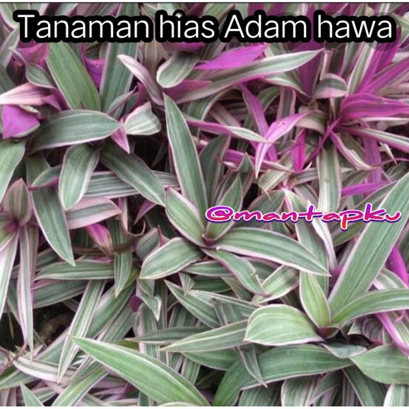 tanaman hias Adam hawa obat herbal