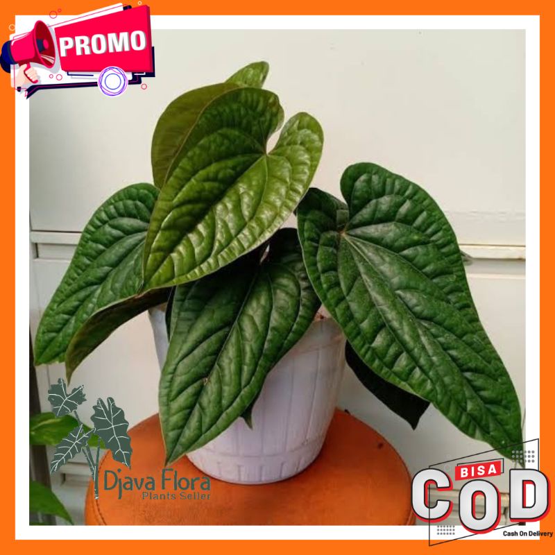 (BISA COD) ANTHURIUM SIRIH