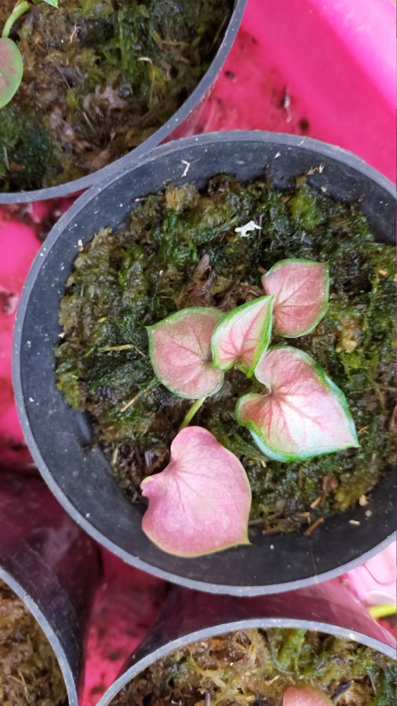 Insektisida Ulat Dan Hama Decis 25 Ec 50 Ml