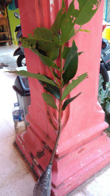 Tanaman Jambu Air Madu Deli Hijau (buy 1 Get 1)