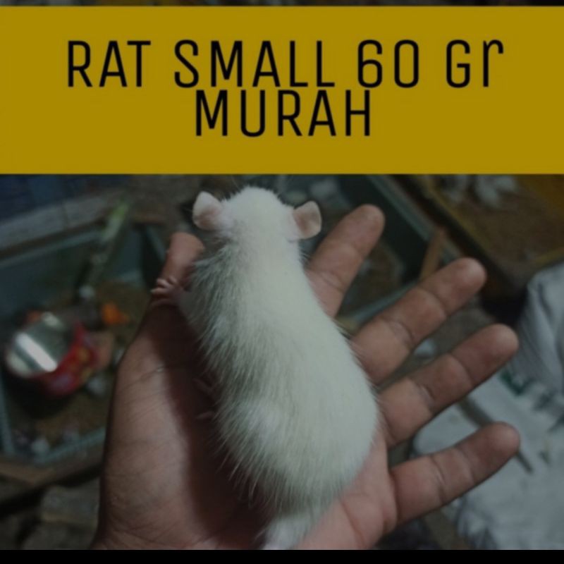 tikus putih rat small rats