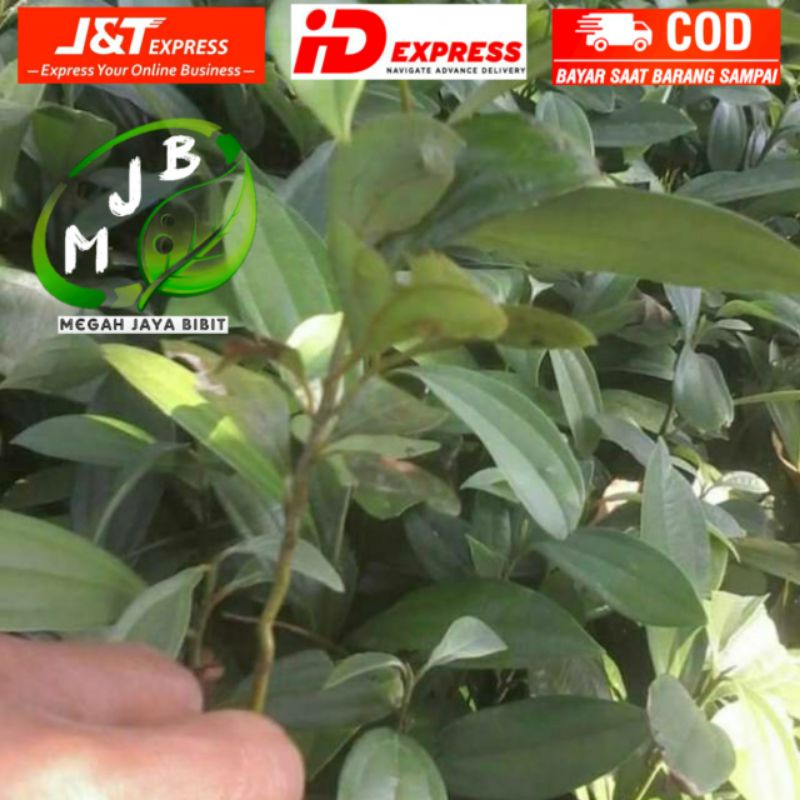 Bibit kayu manis