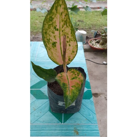 Aglonema kochin tembaga