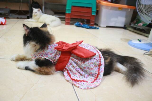 Dress bunga pita merah (model queen) baju kucing lucu murah size S M L XL