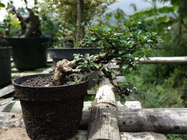 Bonsai Hokianti