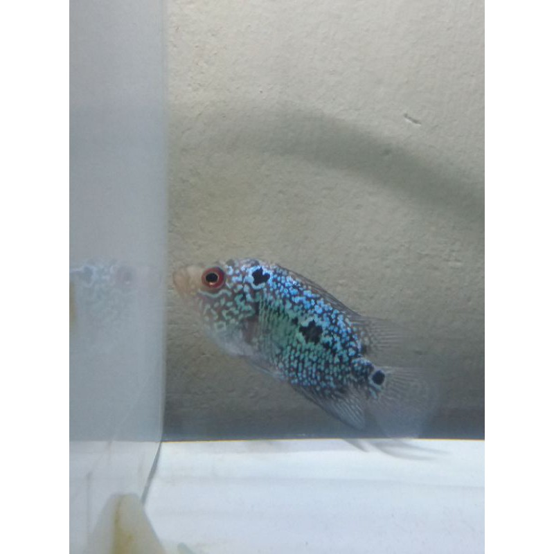 ikan louhan/lohan kamfa f3 4-5cm, merah