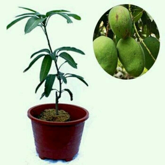 

4Bibit Mangga Arum manis (BISA COD)