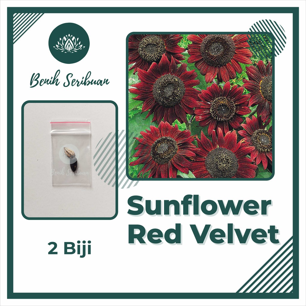 Bunga Matahari Velvet Queen - Ready Stock 5 Seeds Biji Benih Bunga Matahari Besar Giant Sunflower Velvet Queen Shopee Malaysia : Cara menanam bunga matahari velvet queen bagi pemula.