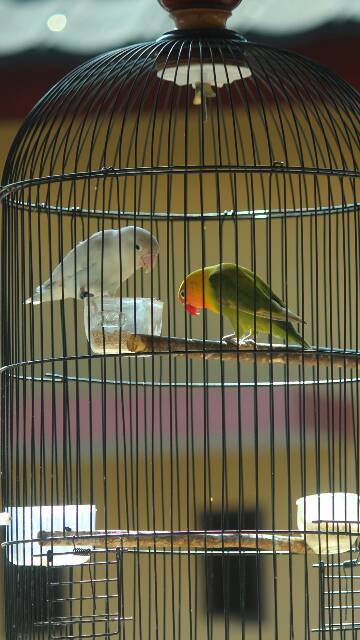 Lovebird Sepasang Kandang Burung Shopee Indonesia