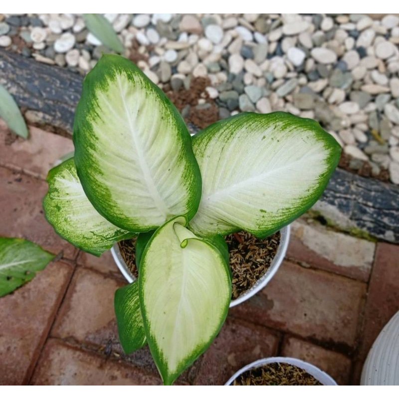 aglonema tisu bangkok murah