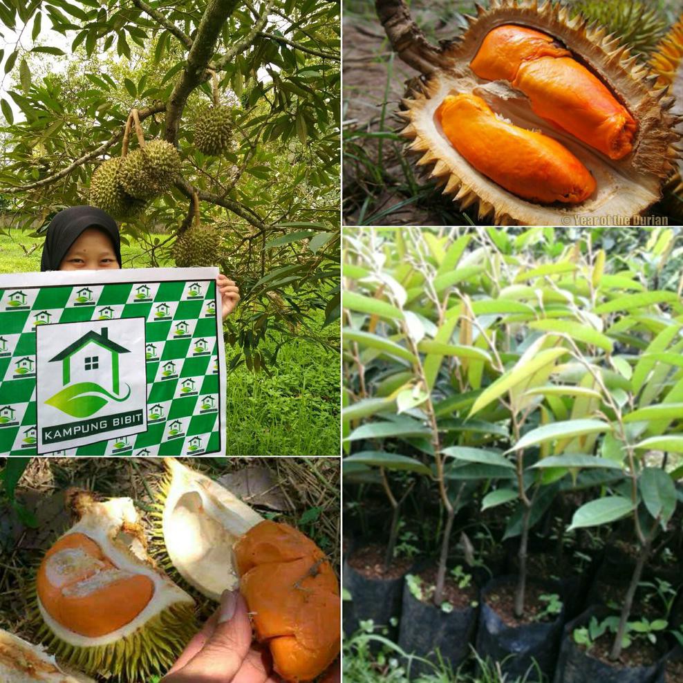 Kw Super Bibit Durian Tembaga Emas Asli Kw Asli