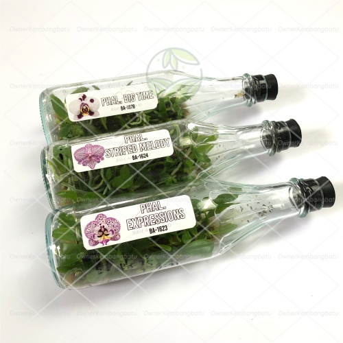 BIBIT ANGGREK BULAN BOTOL | BIBIT ANGGREK BULAN | BIBIT ANGGREK DALAM BOTOL | ANGGREK BOTOLAN