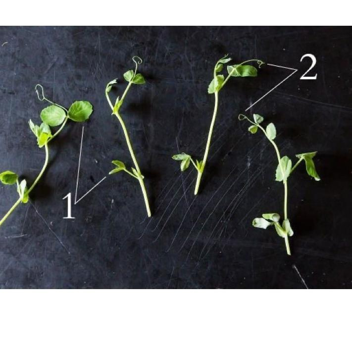 

LANGSUNG BELI Benih Biji Kacang Kapri 100gr Snow Peas Tomiau PeaShoots Pea Shoots Taomiao Microgreen