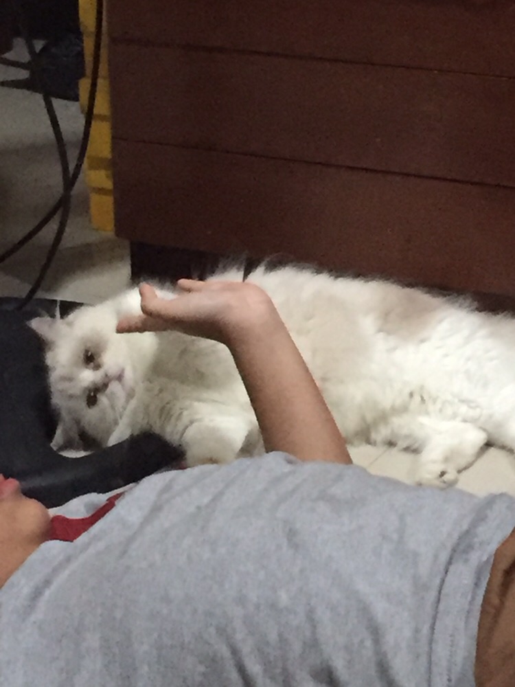 Alat Lem Tembak Kecil + Saklar On/off Joyko Gg850