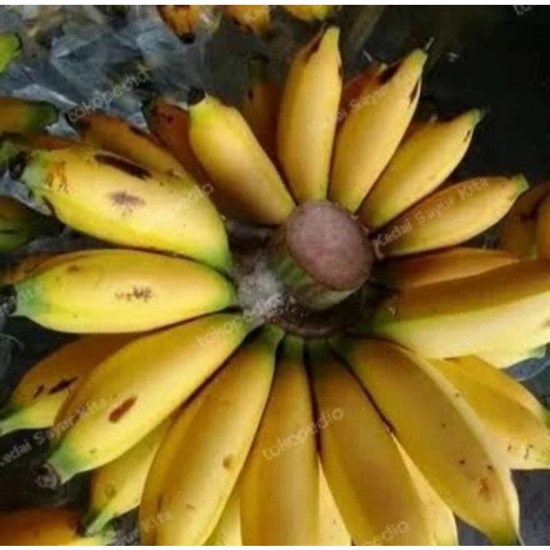 

PISANG LAMPUNG 1 SISIR BUAH