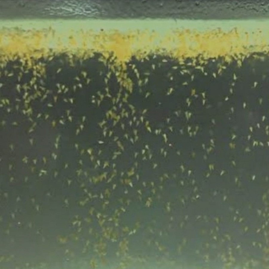 ARTEMIA HIDUP PAKAN BURYAK IKAN - Plastik 1Kg