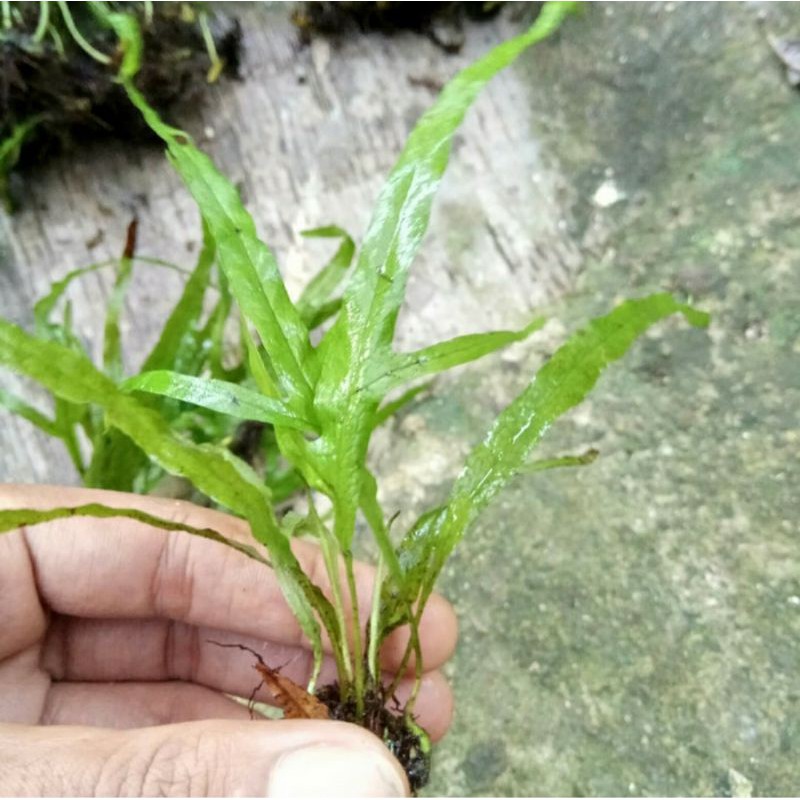 Kadaka trident triden treden