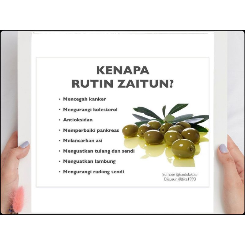 Bibit Zaitun Original Valid / Zaitun Superunggul