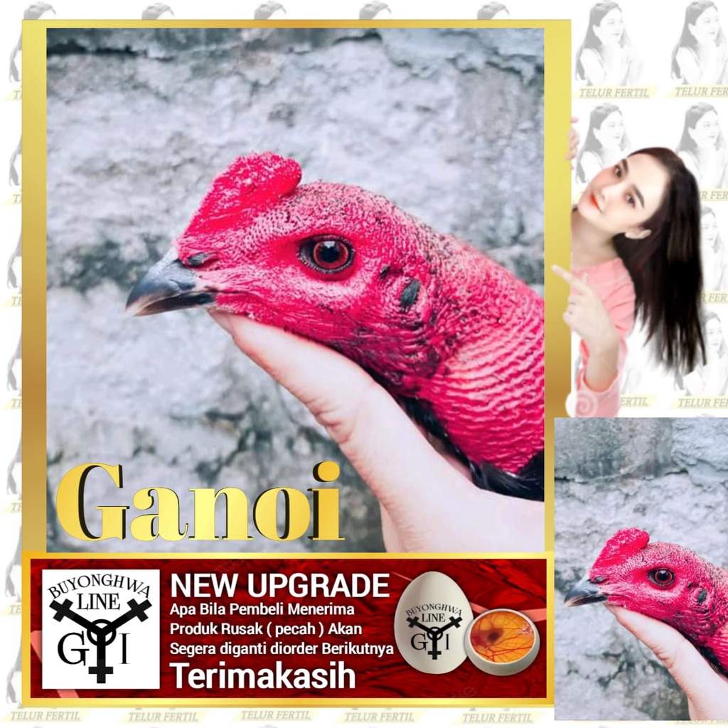 Bibit Anakan Ayam Ganoi Ori paruh hitam Telor fertil Tipe A24 Laskar Buyonghwa patubi manuk