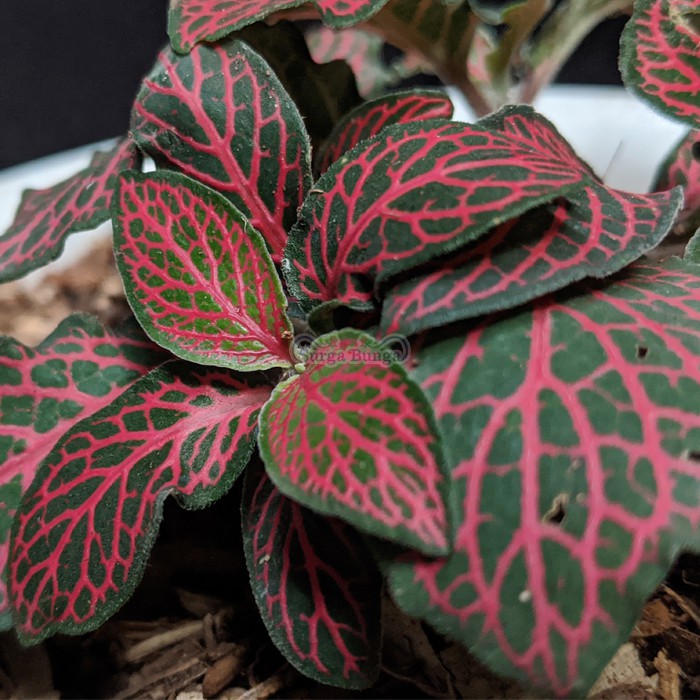 Tanaman Hias Bunga Fittonia pink - Tanaman Hias Bunga Daun Fittonia