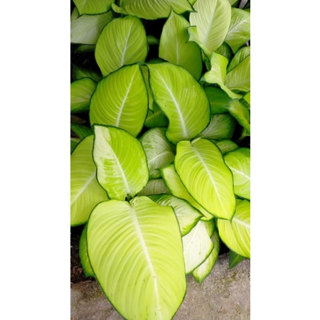 Tanaman Hias Aglonema Tissue / Diven / Sri Rejeki / Dieffenbachia Tisu