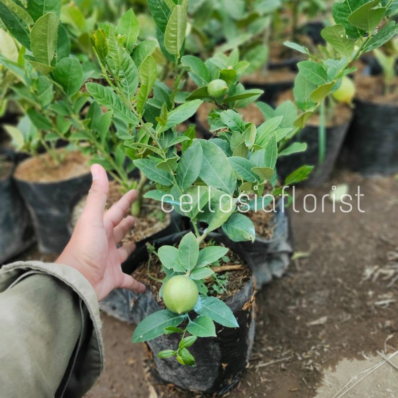 Bibit Tanaman Buah Jeruk Lemon Jumbo (Sudah Berbuah)-6