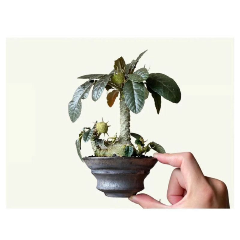 DORSTENIA / DORSTENIA CRISPA / DORSTENIA FOETIDA