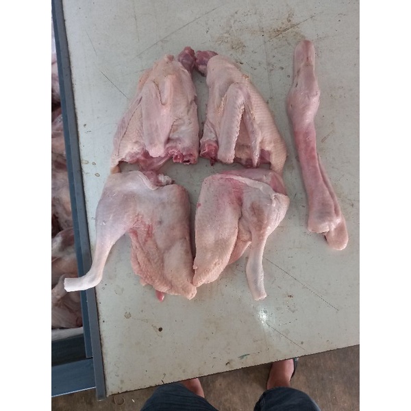 

bebek 1.0 belah 4. bebek udah umur