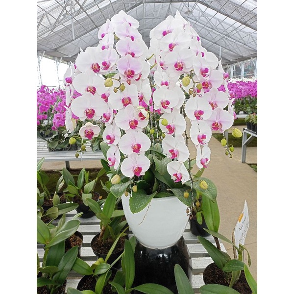 anggrek bulan premium putih lidah merah/ungu phalaenopsis hybrid bunga jumbo kondisi knop mekar angbul besar