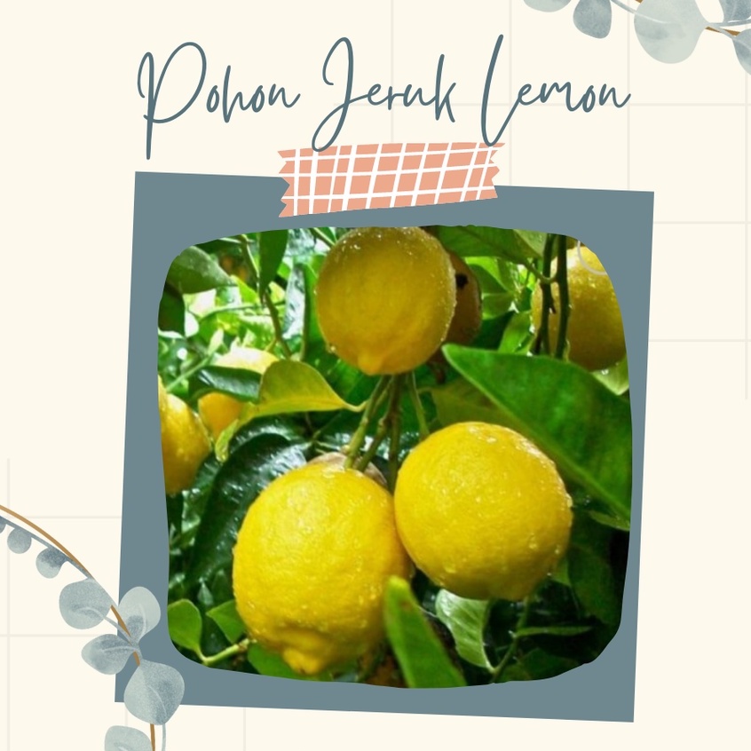 Pohon Jeruk Lemon Bibit Pohon Jeruk Lemon Murah Bibit Pohon Buah Jeruk Lemon