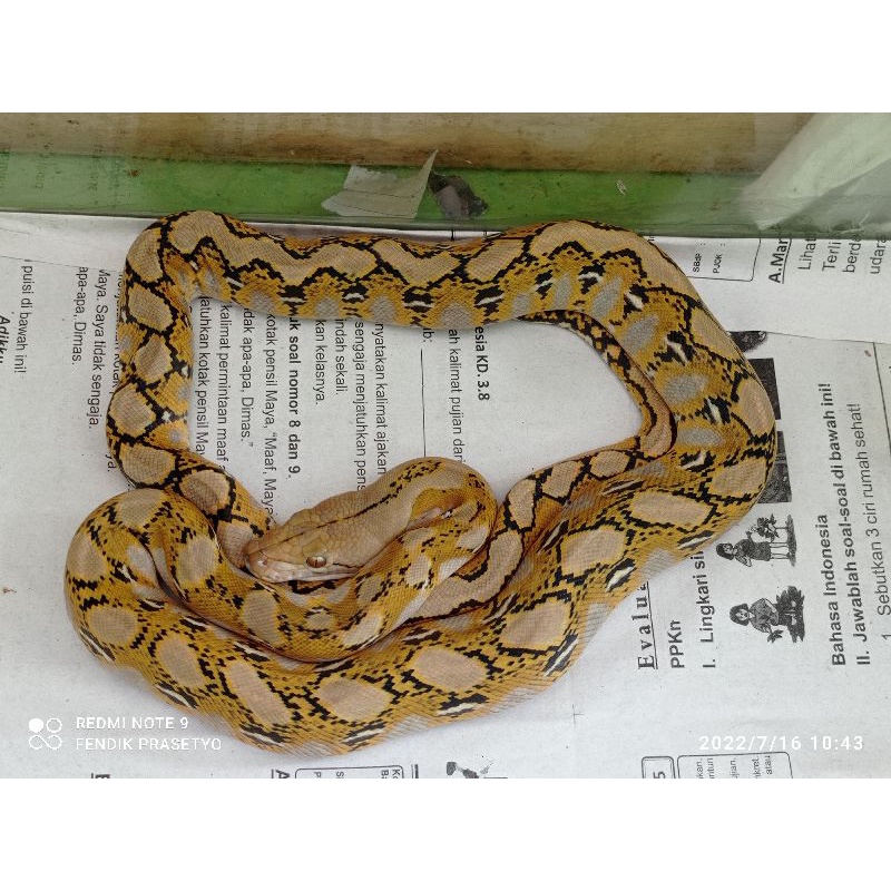 Retic Platinum