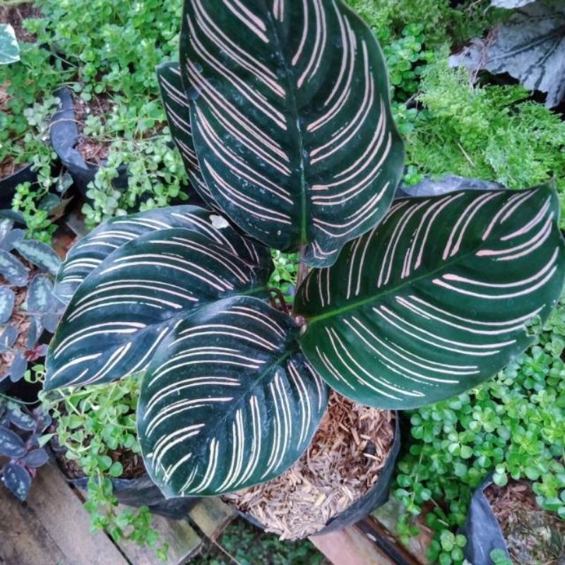 Calathea ornata#CALATHEA STRIP PINK