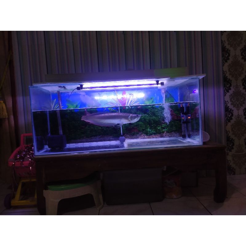 

Arwana silver Brazil 43cm