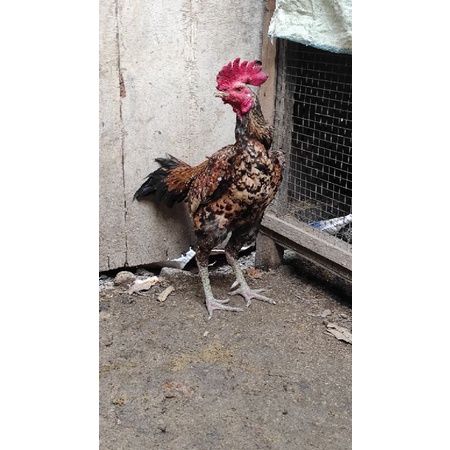 

Telur fertil Bulbi wilah pamangon terlaris