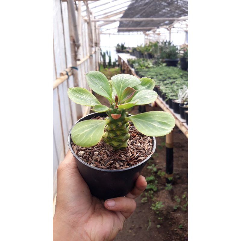 Sukulen // Euphorbia Monadenium Ritchie