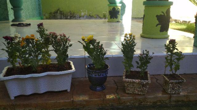 Bunga Krisan (ungu Tengah Kuning) Hidup, Berakar Sudah Berbunga