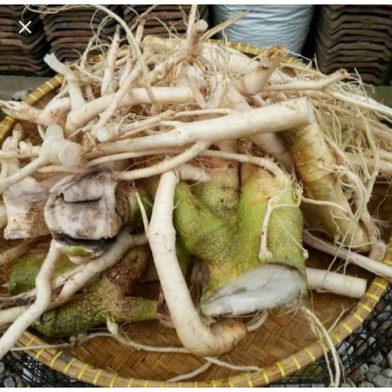 

Jual Akar Pepaya Herbal 1kg