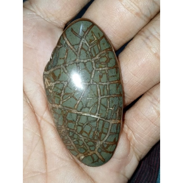 fosil kijing jalasutra