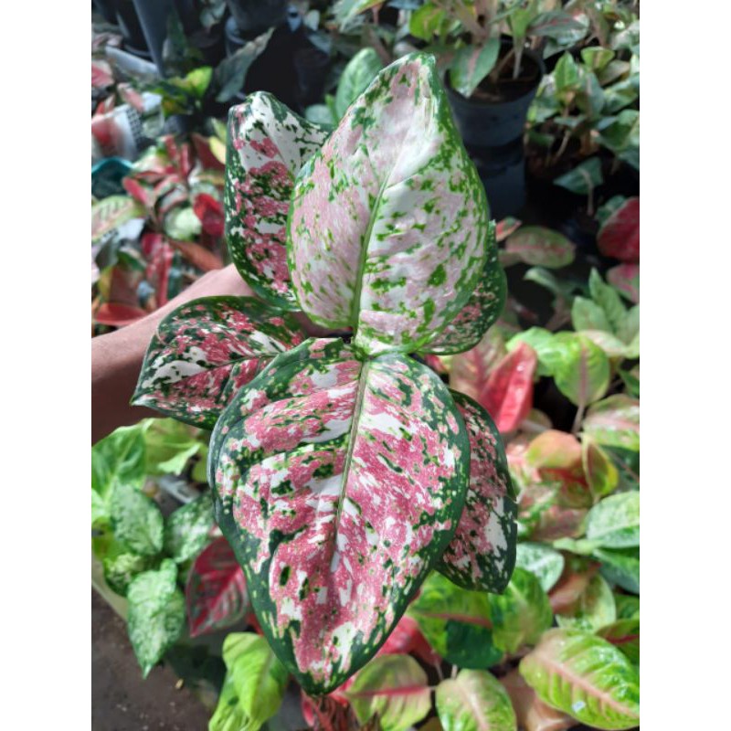 Tanaman hias Bibit bunga aglonema treecolour-aglonema tricolour