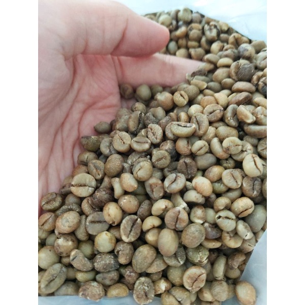 green bean robusta, biji kopi robusta