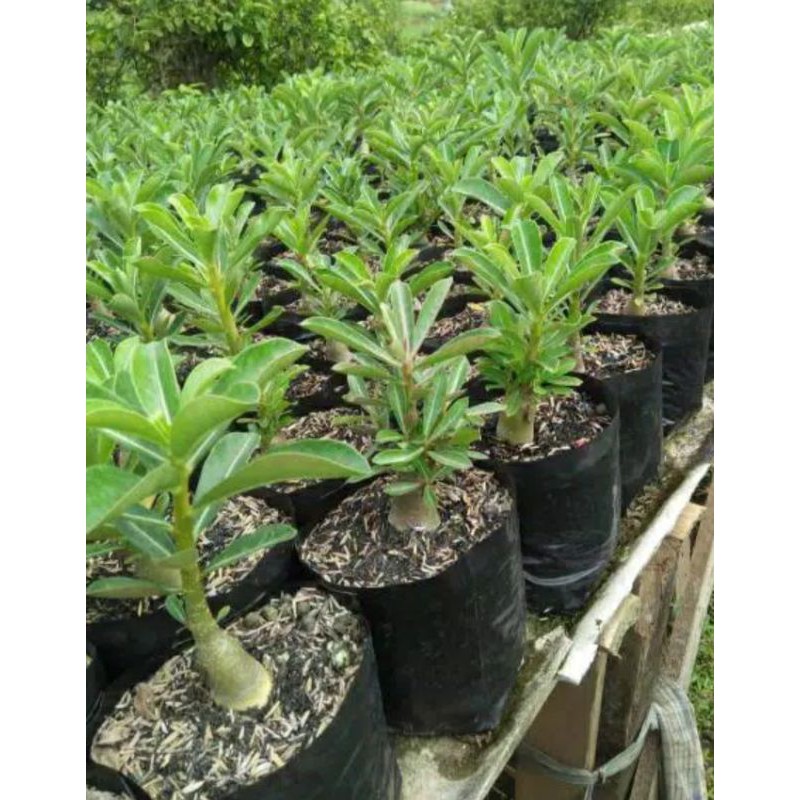 Jual Paket Murah Tanaman Hias Adenium Kemboja Jepang Tanaman Hias Bibit