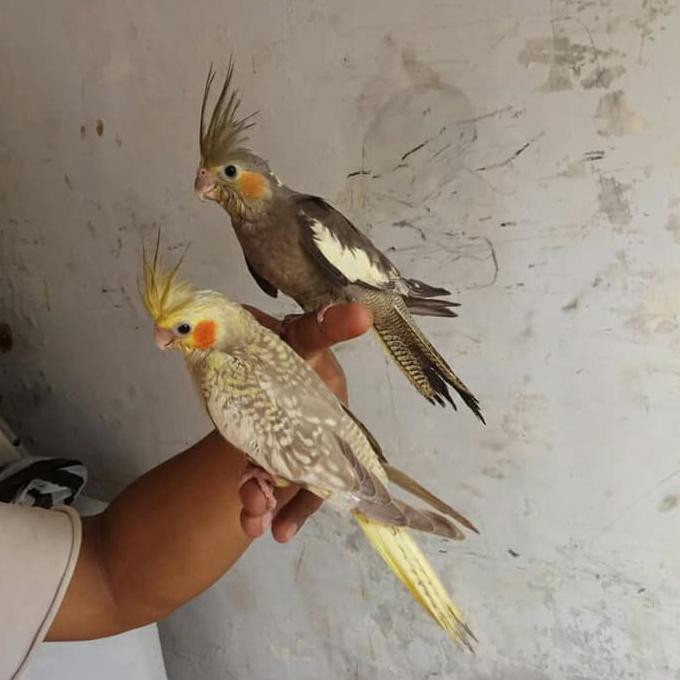 Murah Burung Cockatiel Falk Jinak 