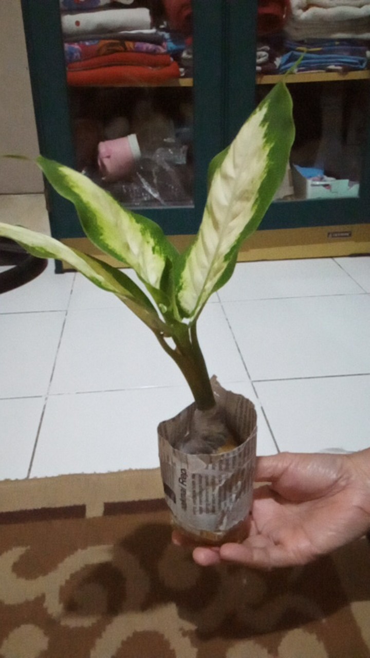 Aglonema Tisue Murah Meriah Promo !!!!!