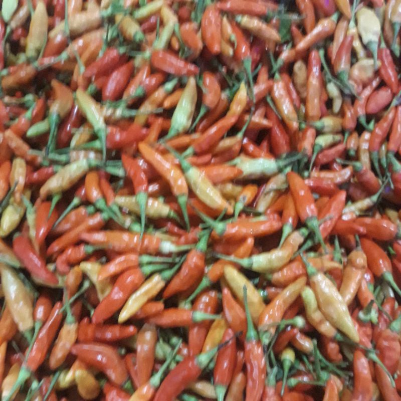 

cabe rawit merah super pedas kualitas segar 1kg