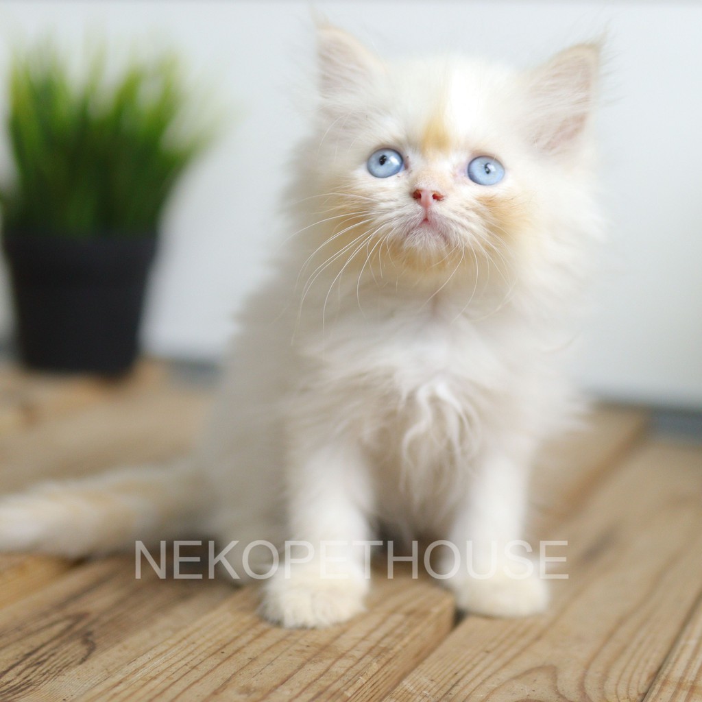 Jual Kucing Himalaya Red Point Seal Point 2.5 Bulan | Shopee Indonesia