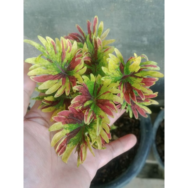 miana_sultan/miana_cakar,mas/kriwil_rasta